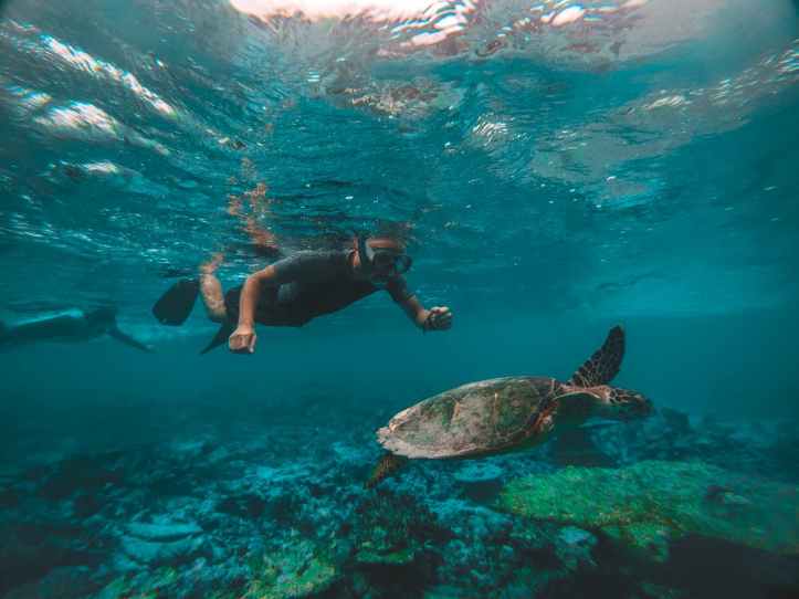 Snorkeling with turtle