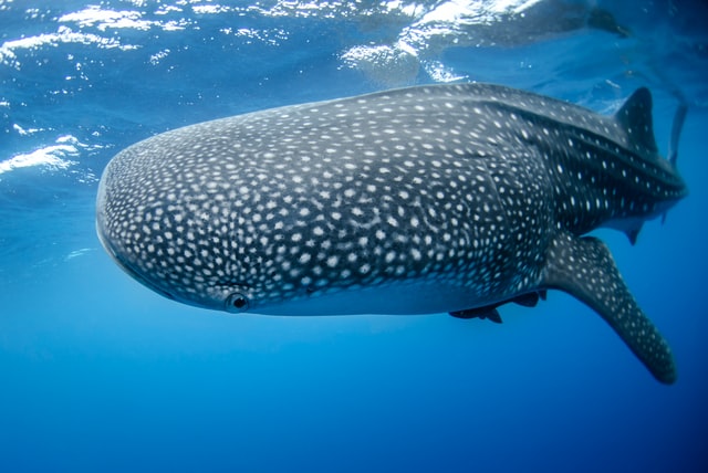 Maldives beauty - Whale-shark